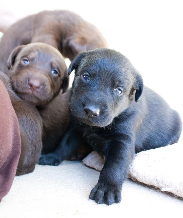 Puppy, almost 3 weeks old